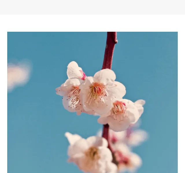 mahabis: 35% sleva na sakura pink – červen 2026 | Nuslet.cz
