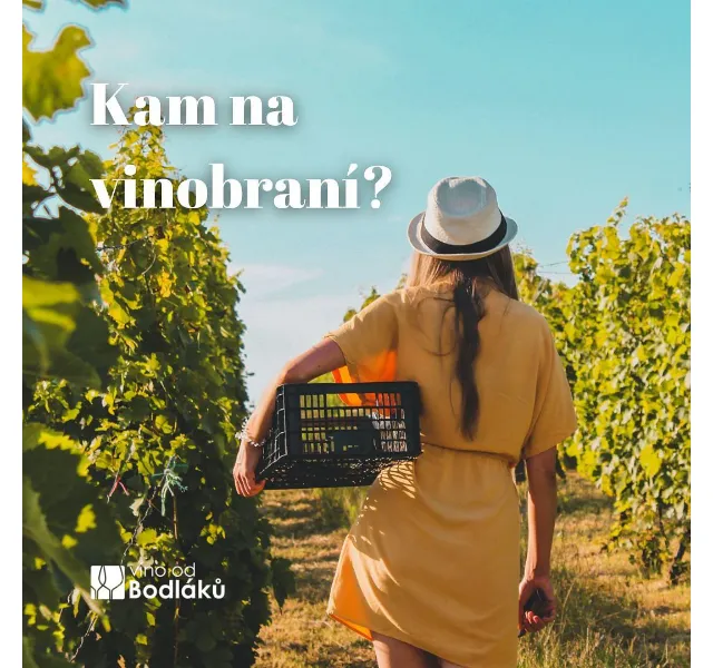 Jitka za Víno od Bodláků: Tipy na vinobraní podzimu – červen 2026 | Nuslet.cz